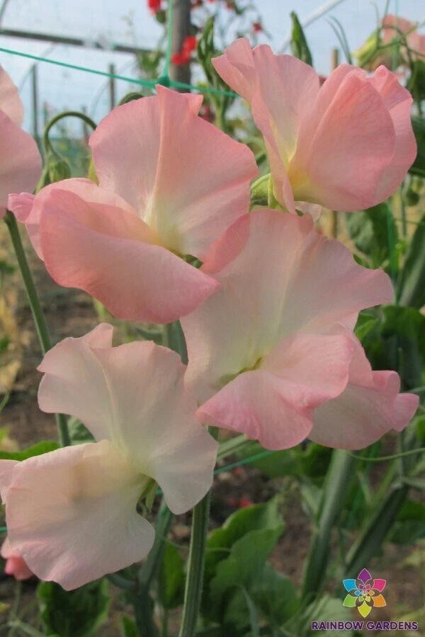 50+ Sweet Pea Seeds, Gilly Norah Variety, Garden Planting, Lathyrus odoratus - USA, Free Shipping