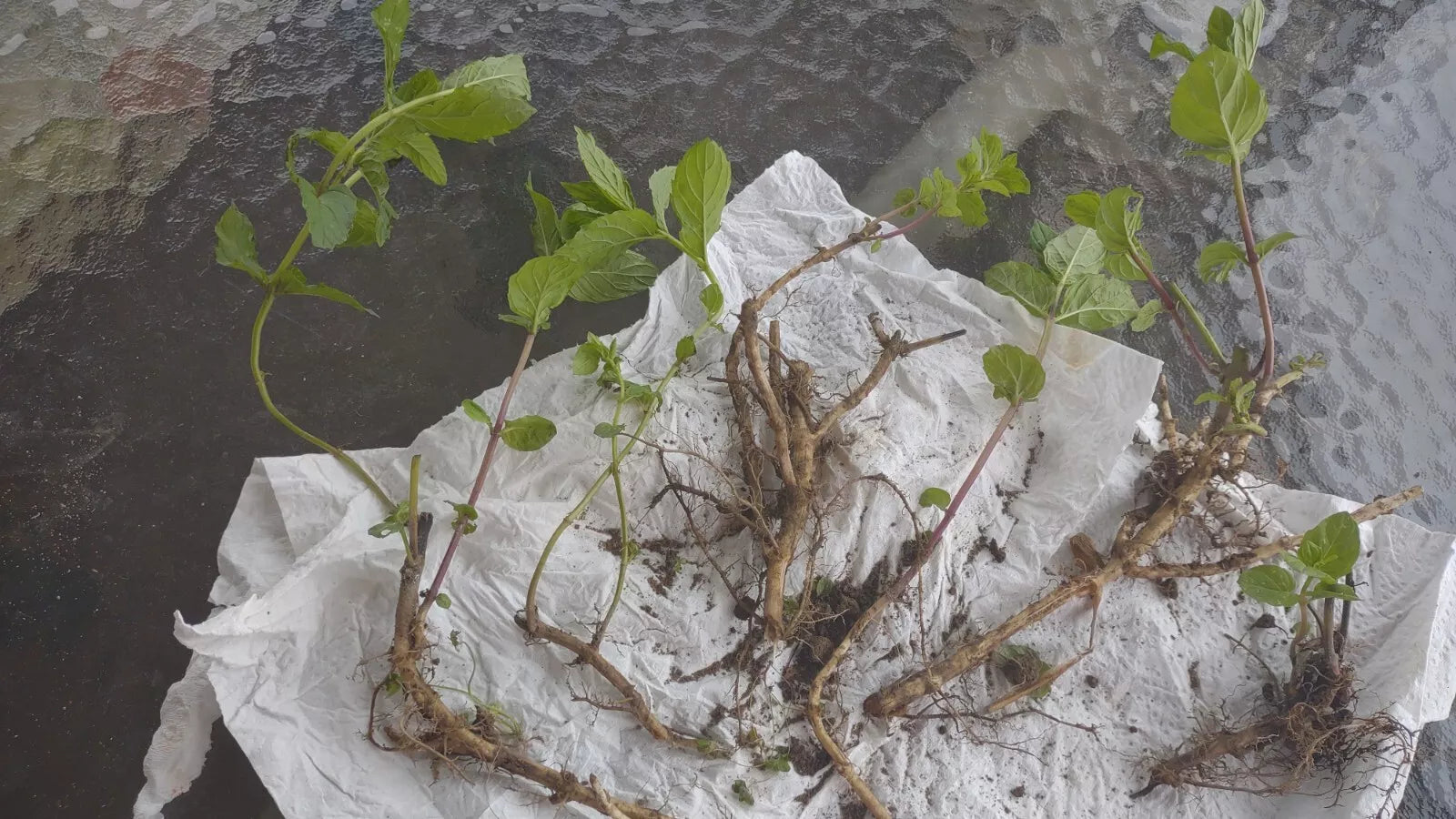 Mint Plant 6 Roots Organic Mojito Mentha Villosa نعنع شتل