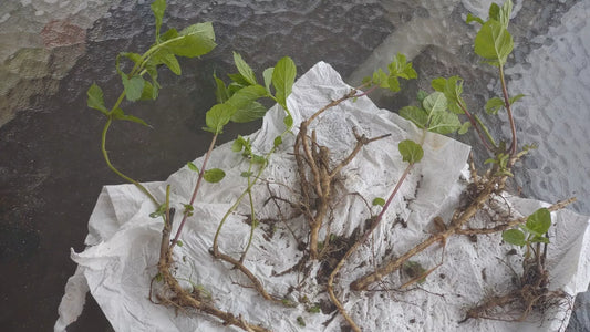 Mint Plant 6 Roots Organic Mojito Mentha Villosa نعنع شتل