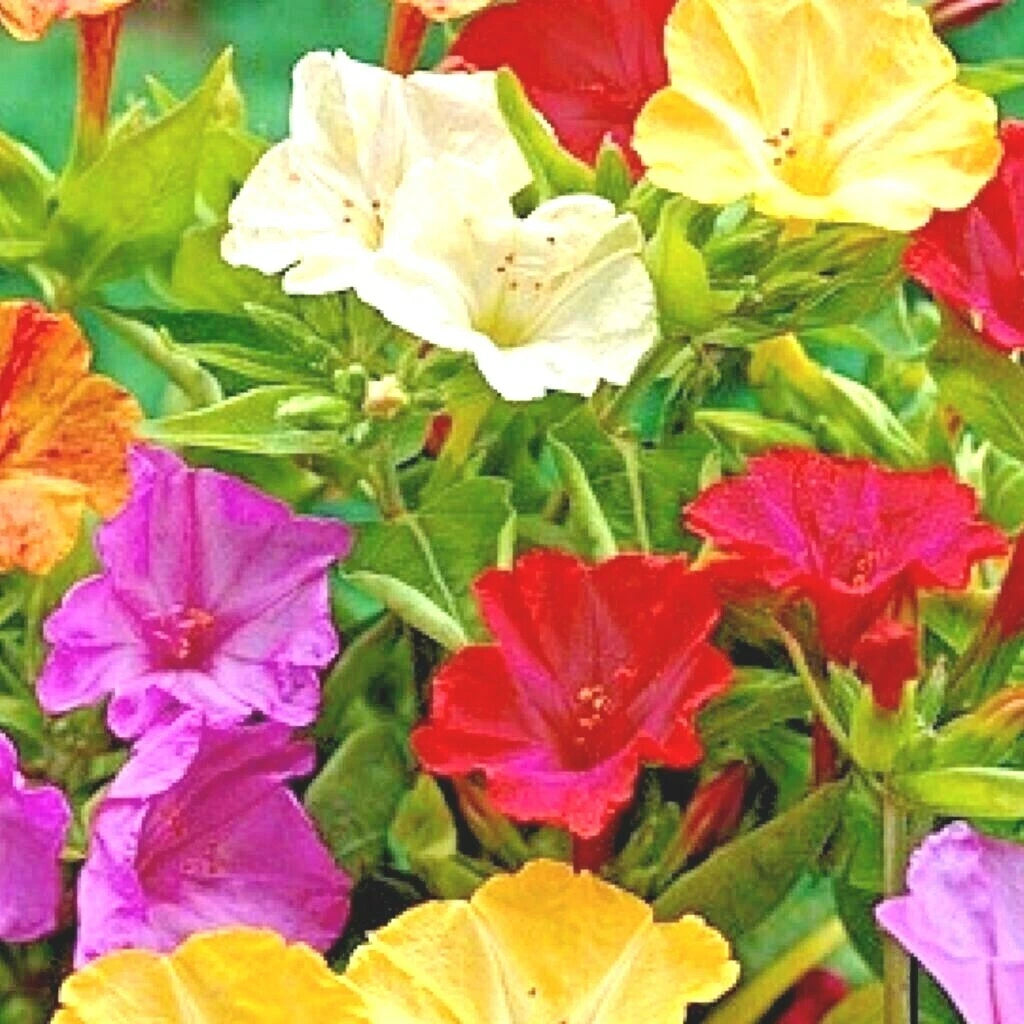 Four O'Clock Mix Wildflower Seeds for Pollinators, Fragrant Night Blooms, Perennial, 40+ Seeds, Mirabilis jalapa