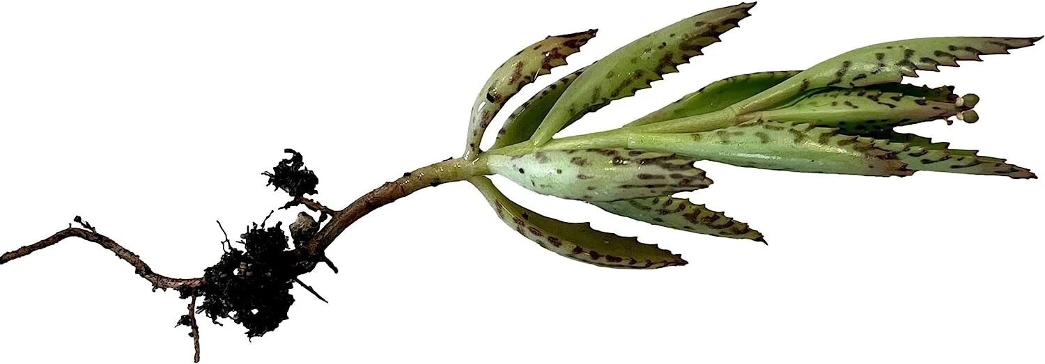 Kalanchoe Plant Cutting | 2" Rooted Cactus Succulent | Kalanchoe spp.