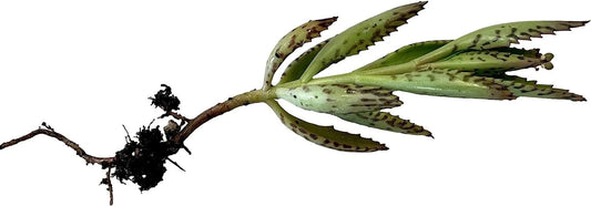 Kalanchoe Plant Cutting | 2" Rooted Cactus Succulent | Kalanchoe spp.