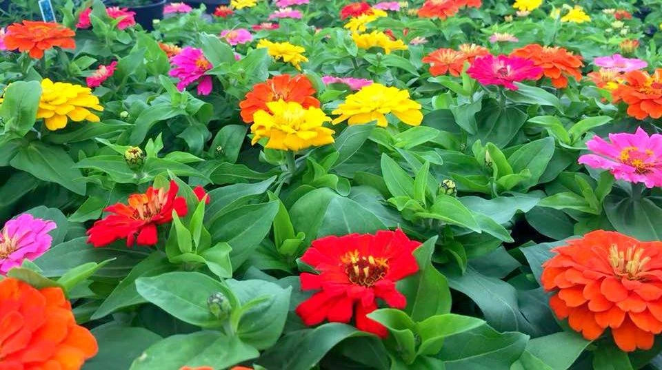 Zinnia Seeds - 1000 Count - Short Stuff Mix - Zinnia elegans - Colorful Garden Blooms - Non-California Shipping