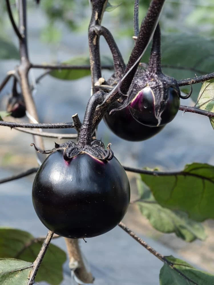 Kamo Eggplant Seeds - 50 Round Black Seeds for Planting, Ornamental and Edible, Solanum melongena