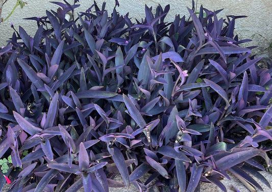 10 Purple Heart Wandering Jew Cuttings 4"-6" Tradescantia Pallida Purpurea Live Plants - No Roots, No Soil, No Pots