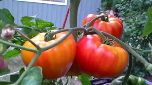 Big Rainbow Tomato Seeds, NON-GMO, Heirloom Beefsteak Variety, Slicing, Solanum lycopersicum