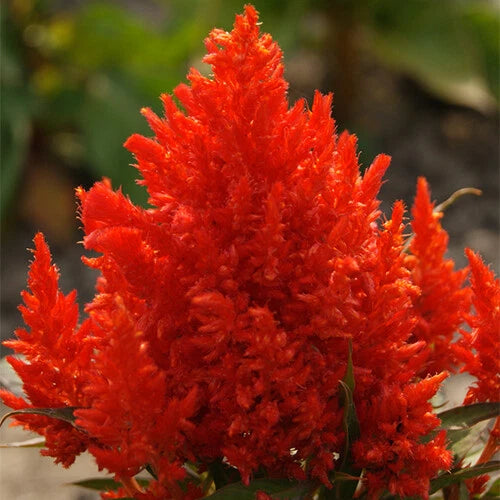 Celosia Seeds - Scarlet Plume Variety - Non-GMO - Flower Seeds for Garden - Celosia argentea