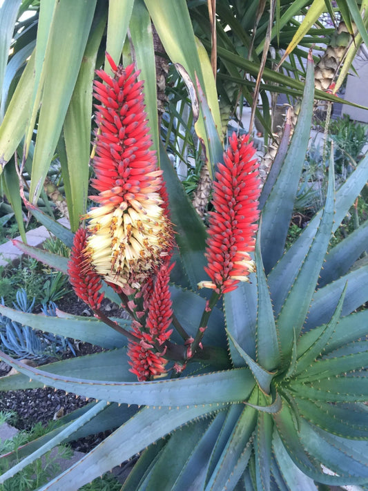 Aloe Cuttings - RAW CUTTINGS - Aloe 'Tangerine' - Ideal for 1g Pot - Succulent Plant