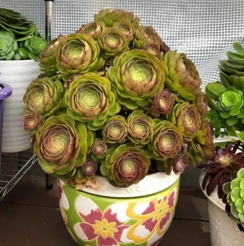 Aeonium Halloween Cuttings - Olive Green with Mahogany Variegation - Madeira Rose (Aeonium arboreum)