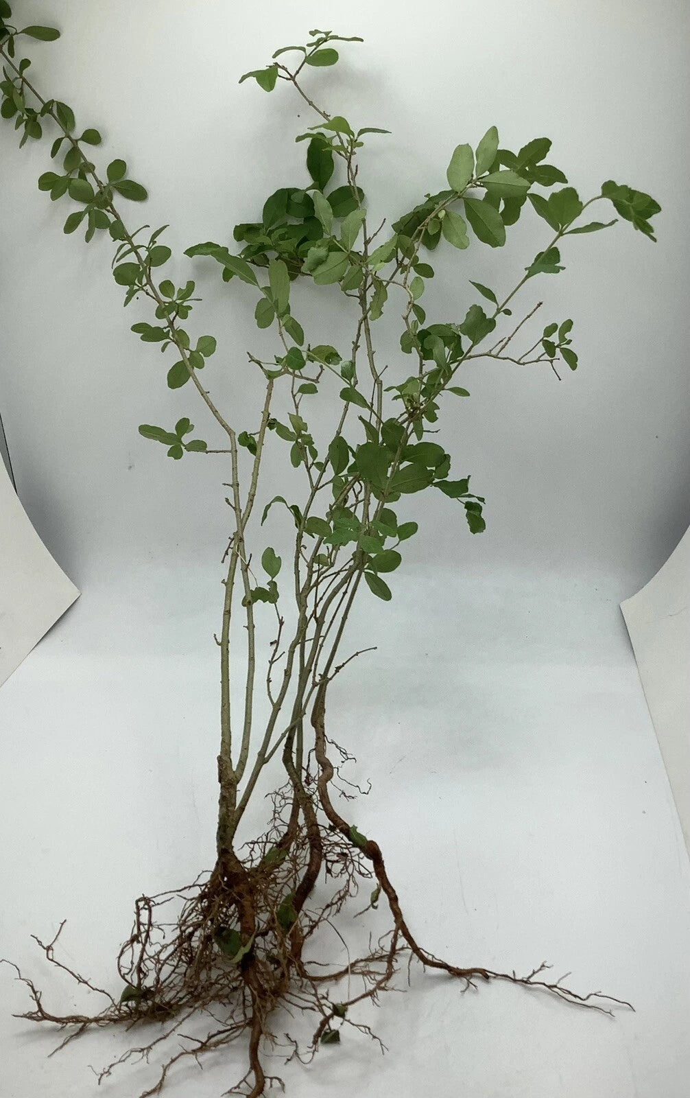 30 Bare Root Chinese Privet Hedge Starts 8-12 Inches - Ligustrum sinense