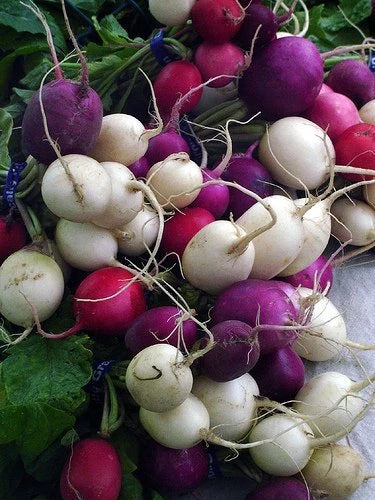 Jelly Bean Radish Seeds - Fresh Vegetable Seeds for Home Garden - Raphanus sativus