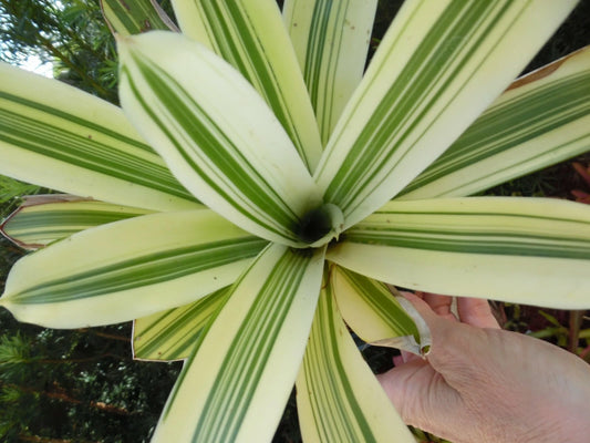 Mini Aechmea Organensis Cold Snap Bromeliad Tropical Plant - Unique Houseplant for Indoor Decor