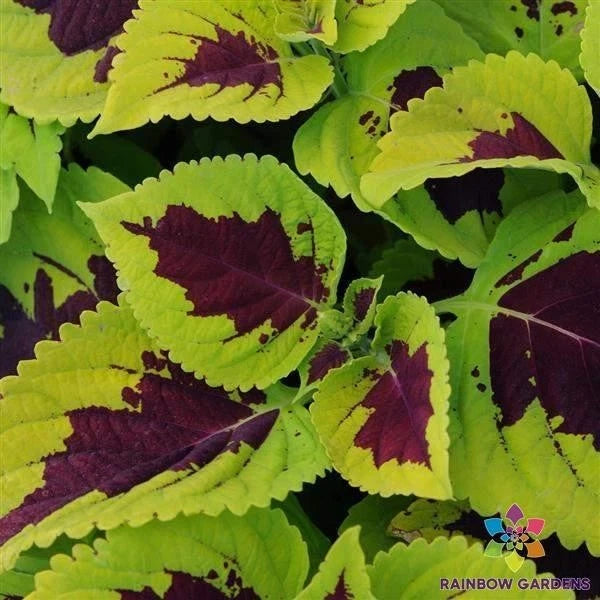 Kong Lime Sprite Coleus Seeds - 25+ Pack for Garden Planting - Bright Green Foliage, USA Grown