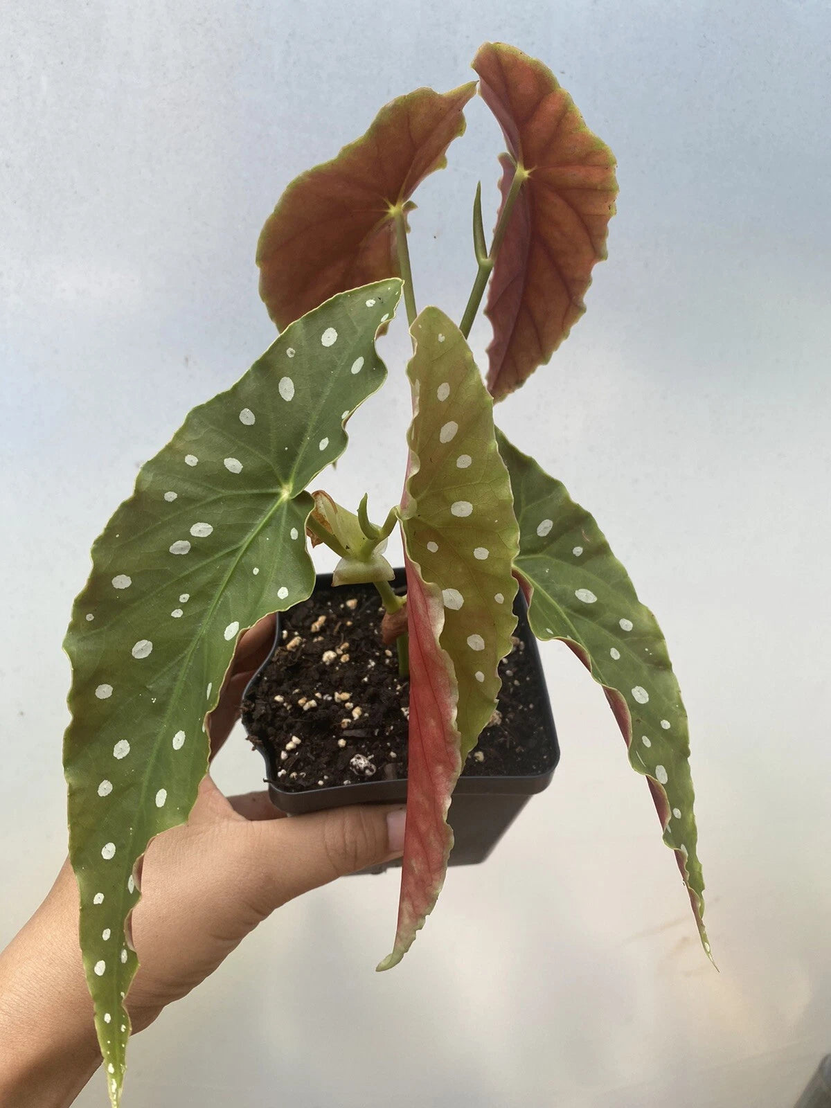 Begonia Maculata Live Houseplant 4” Pot - 2 Rooted Cuttings - Polka Dot Begonia (Begonia maculata)