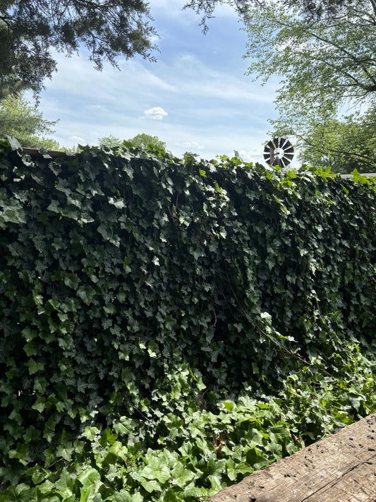10 Live Rooted English Ivy Plants - 6 Inch Green Vine Groundcover - Hedera helix - Hardy Evergreen Garden Plant