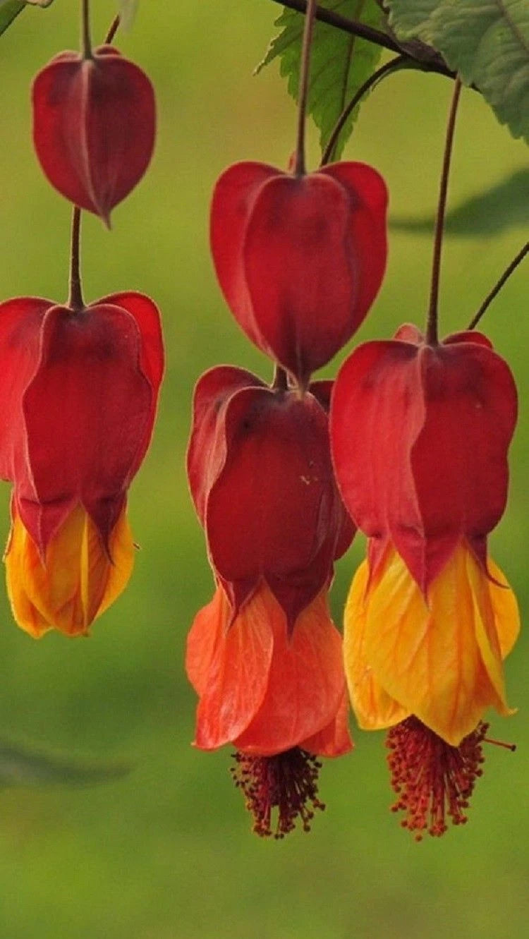 25 Bleeding Heart Seeds - Red Orange Perennial Flowers for Shade - Lamprocapnos spectabilis - US Seller