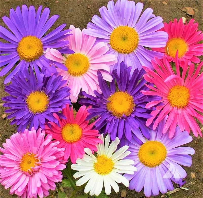 China Aster Seeds - Single Mix - Callistephus Chinensis - Annual Seeds for 2025 Planting