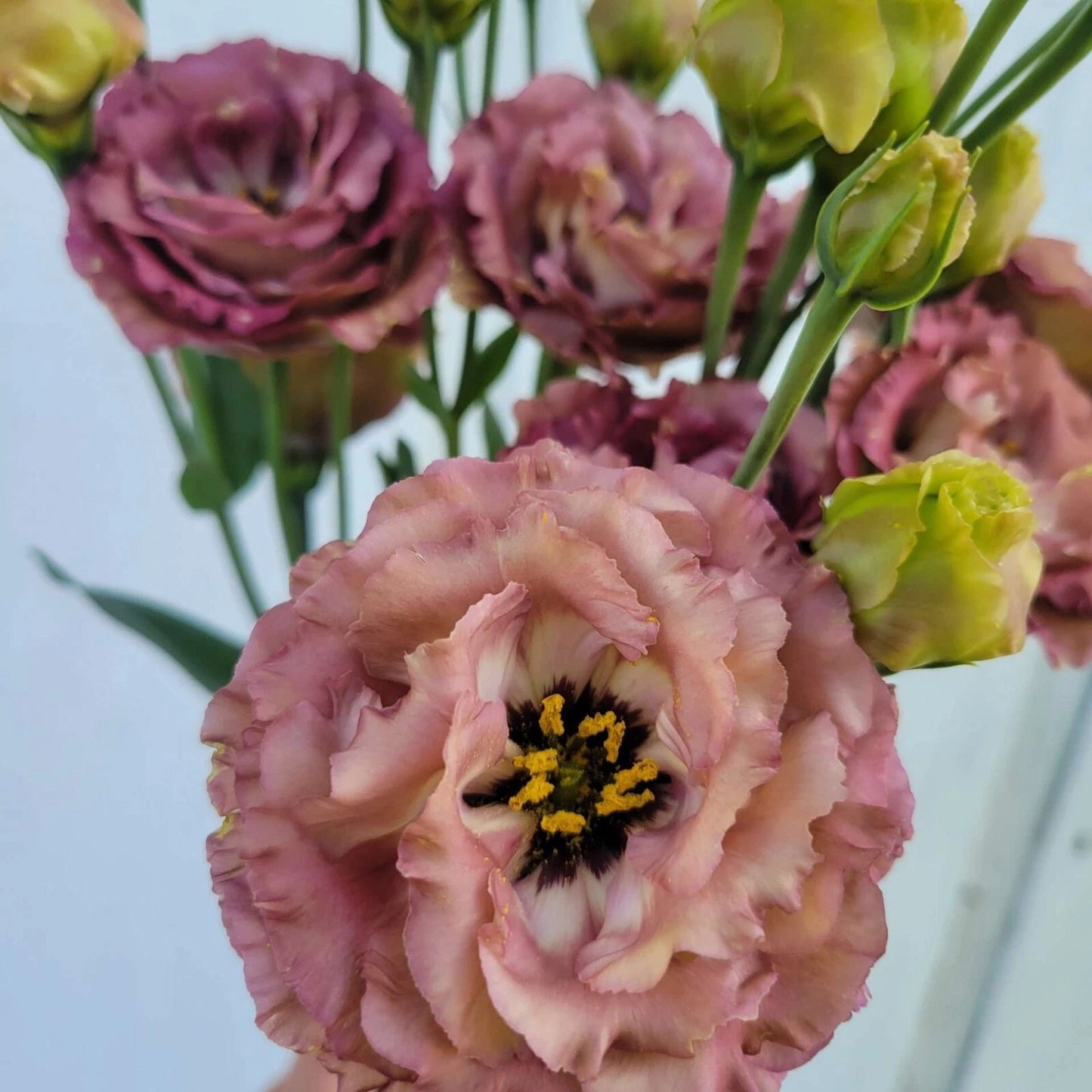 Lisianthus Plug Starter Plant – Rosanne Brown – Live Well-Rooted Seedling – Eustoma grandiflorum