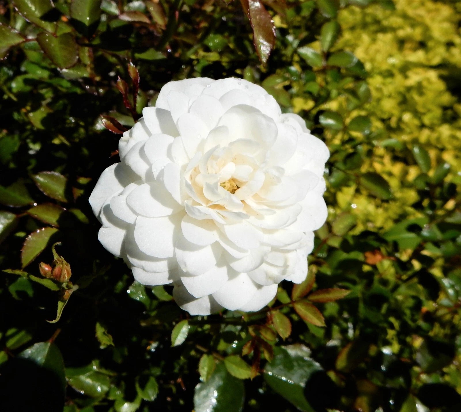 Compact White Roses White Dwarf Roses - Perennial Plant - White Blooms - Rosa spp. – Jayme ...