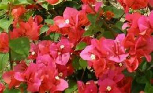 Bougainvillea Starter Plant - Miss Manila Variety - Well Rooted Live Plug - Bougainvillea glabra - USA Seller