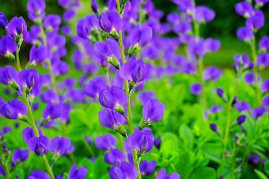 50 Blue False Indigo Seeds - Baptisia australis - Hardy Perennial for Zones 3-10 - Beautiful & Easy to Grow