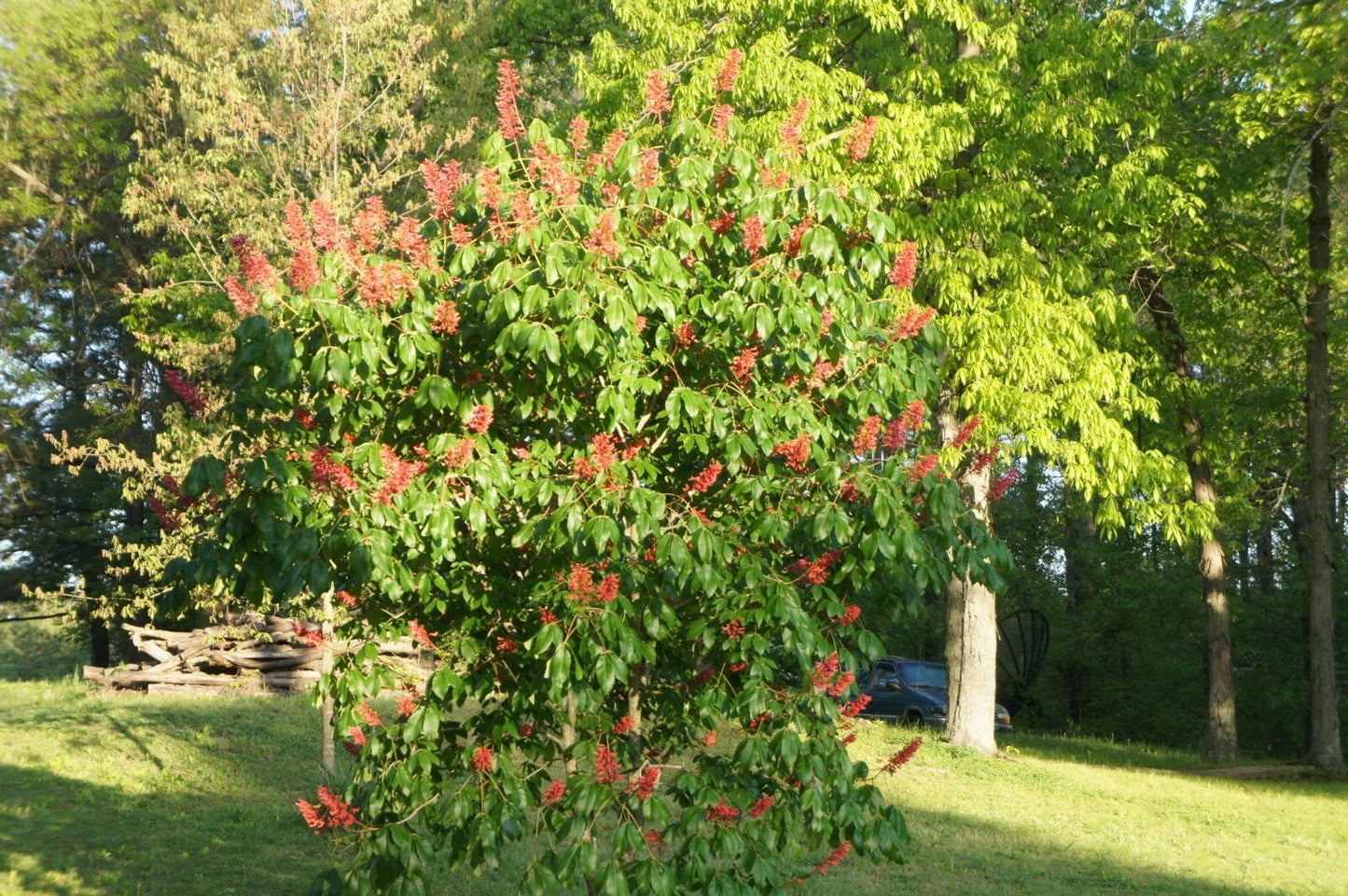 Dwarf Red Buckeye Tree (6-8") in Container | Aesculus pavia | Ginkgo Tree | Ginkgo biloba
