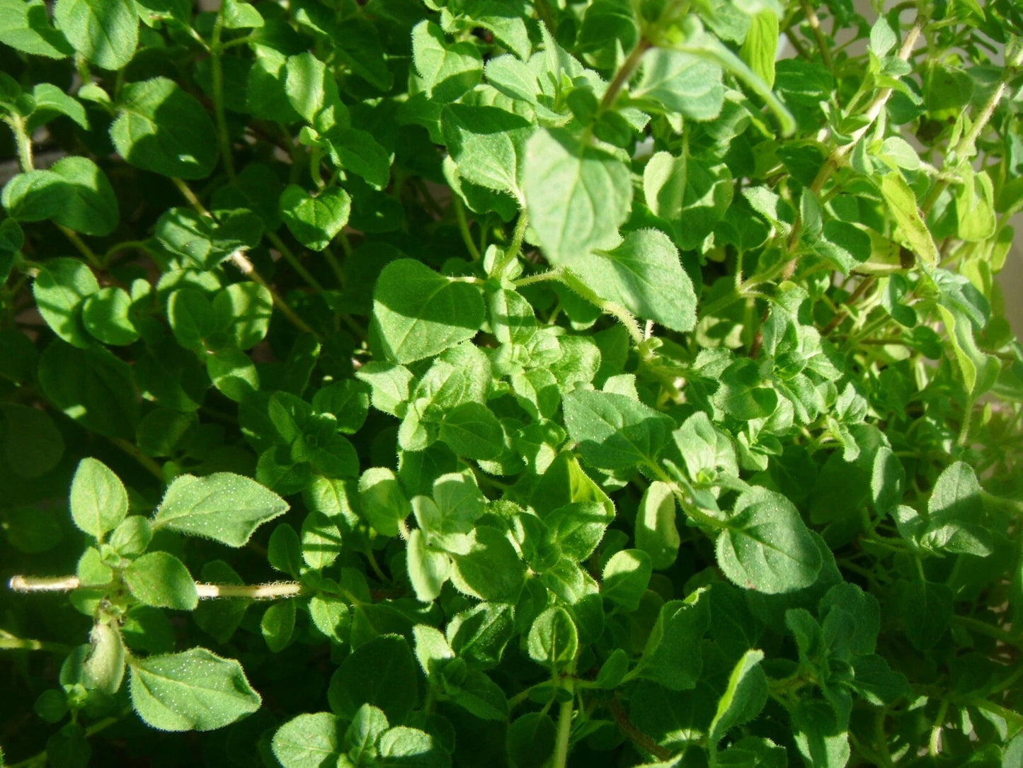 Common Thyme Seeds - 3000 Non-GMO Herb Seeds - Thymus vulgaris - Culinary Garden Planting