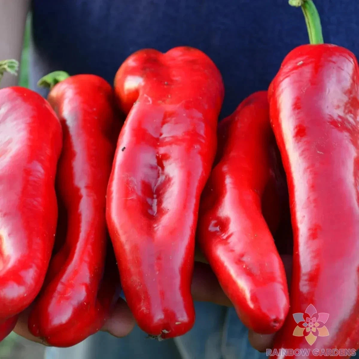 Marconi Red Sweet Pepper Seeds - 25+ Pack for Garden Planting - Capsicum annuum - Non-GMO, USA, Free Shipping