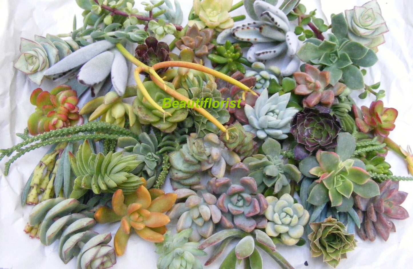 50 Assorted Succulent Cuttings - Variety Pack - Ideal for Planting and Decoration - Perfect for Crafts and Arrangements