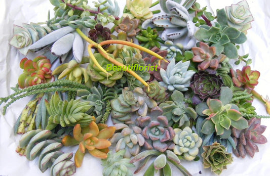50 Assorted Succulent Cuttings - Variety Pack - Ideal for Planting and Decoration - Perfect for Crafts and Arrangements