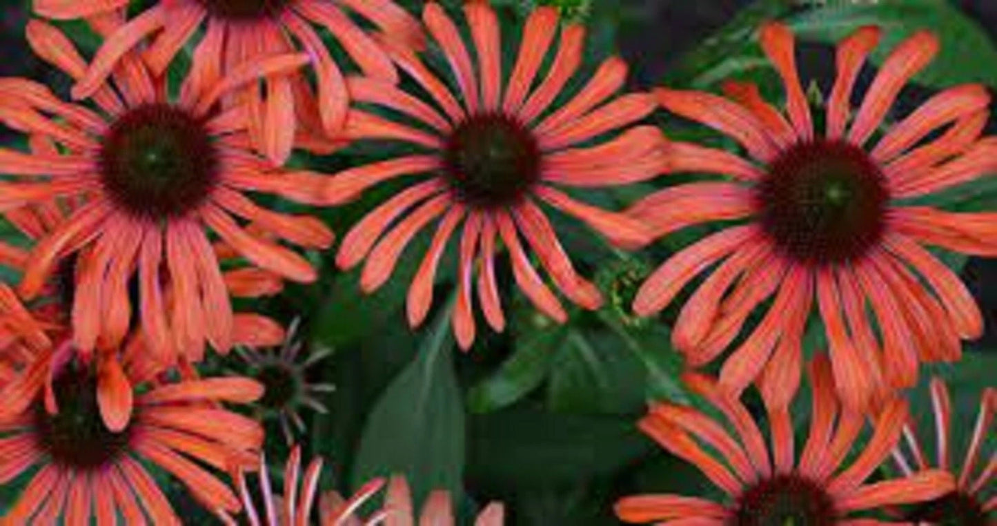 50 Echinacea Julia Coneflower Seeds - Perennial Flower Seeds for Garden - US Seller