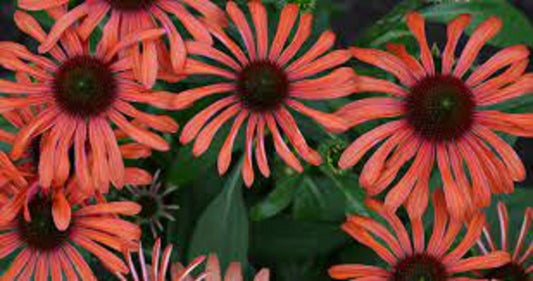 50 Echinacea Julia Coneflower Seeds - Perennial Flower Seeds for Garden - US Seller