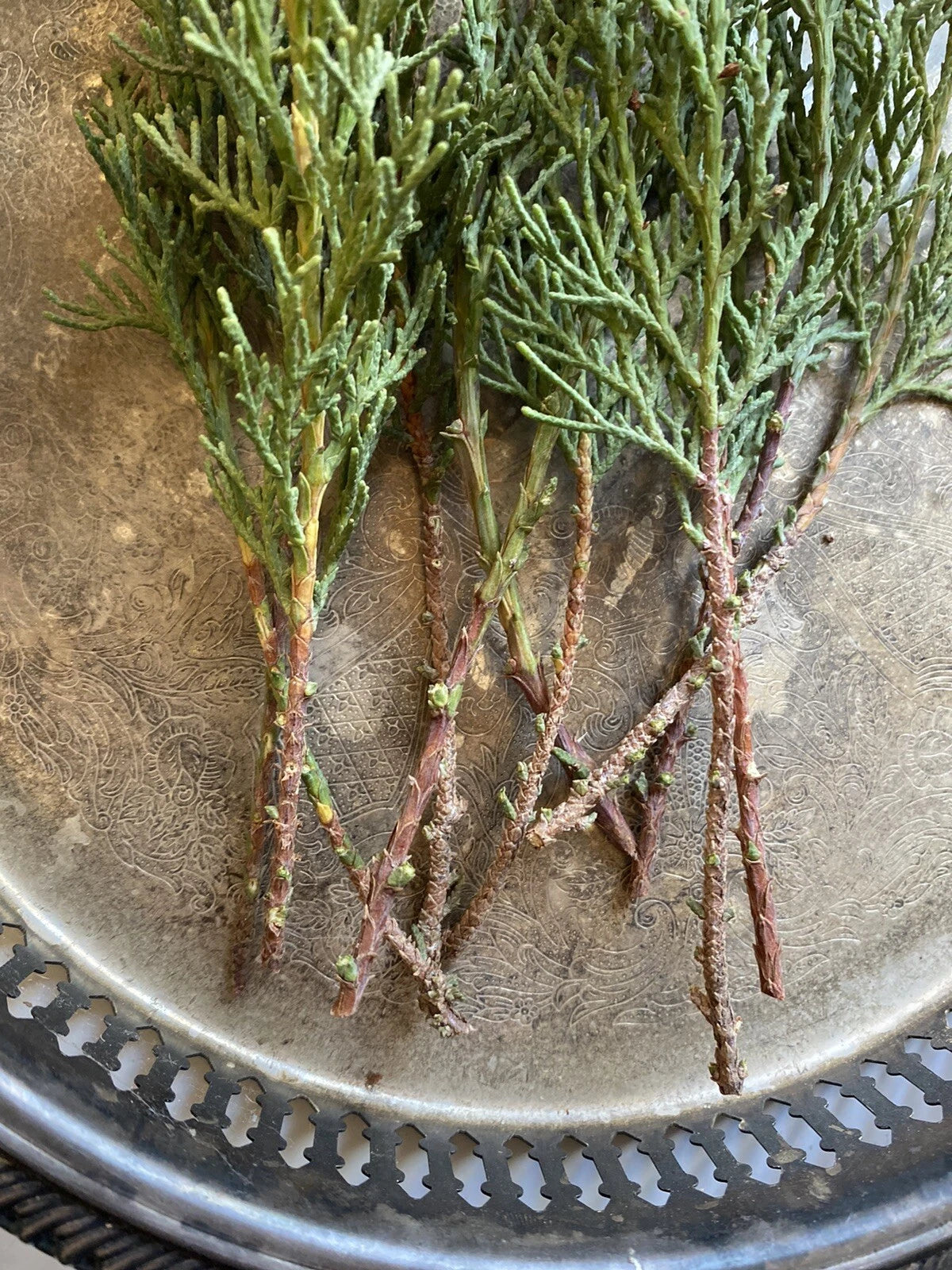 Italian Cypress Tree Cuttings - 10 Non-Rooted Cuttings - Hedge - Privacy Screen - Cupressus sempervirens