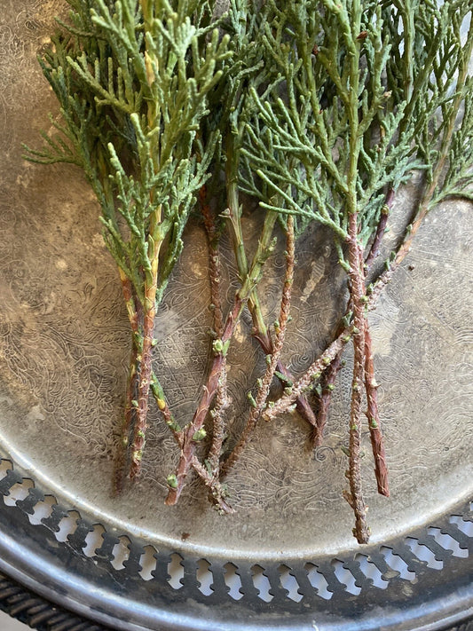 Italian Cypress Tree Cuttings - 10 Non-Rooted Cuttings - Hedge - Privacy Screen - Cupressus sempervirens