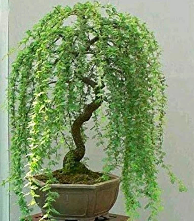 Green Weeping Willow Tree Cutting - Thick Trunk, Dwarf Bonsai (Salix babylonica)