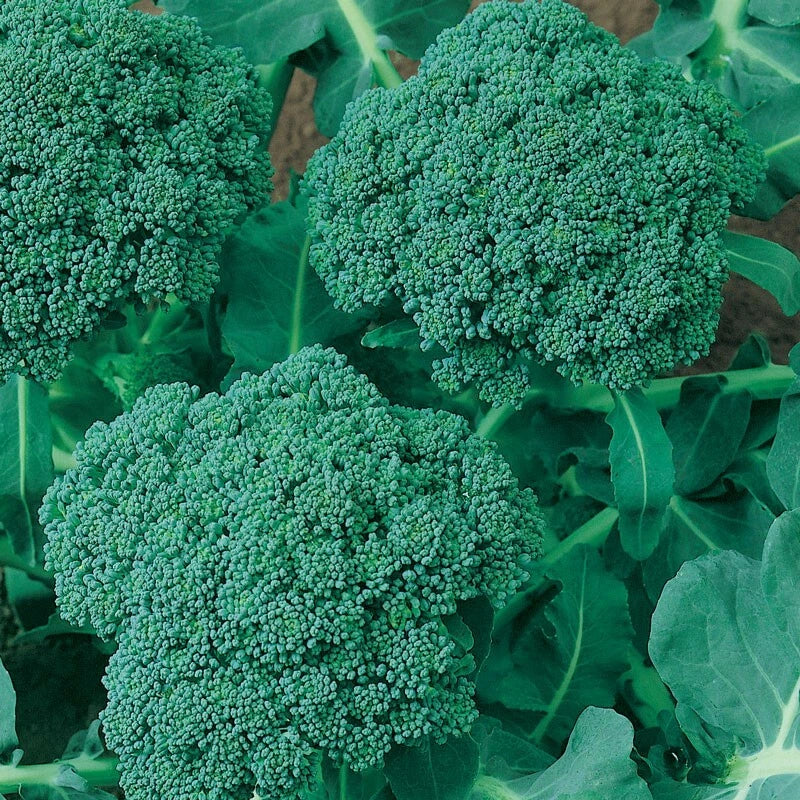 Calabrese Broccoli Seeds, NON-GMO, Cruciferous Variety, Heirloom, Free Shipping