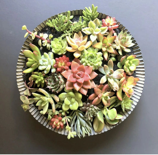 25 Succulent Cuttings - Colorful Varieties - Fresh Organic Succulents for DIY Arrangements - Perfect for Plant Lovers