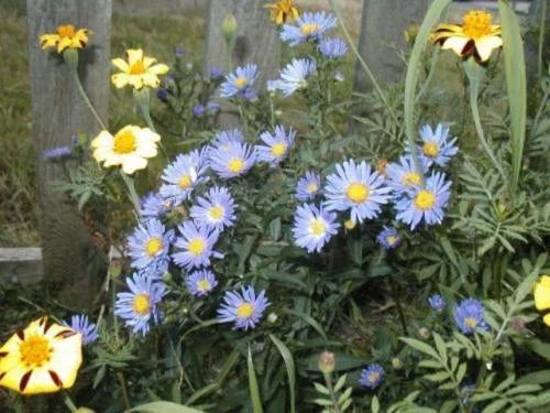 Aster Seeds - 215 Count New England Aster Mix - GroCo USA - Easy Grow Wildflower Seeds