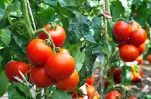 25 Fresh Rutger's Tomato Seeds - Heirloom Variety - Lycopersicon esculentum - Free USA Shipping