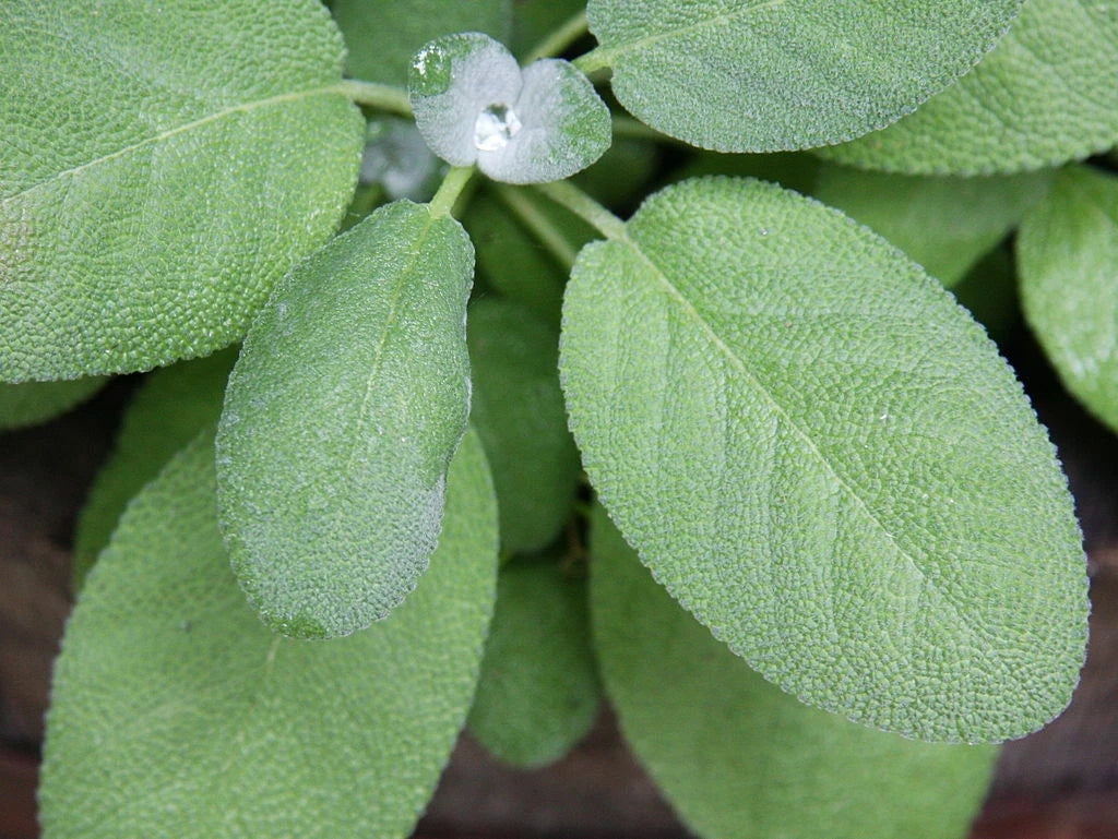 Broadleaf Sage Seeds - 150 Non-GMO Seeds - Salvia officinalis - USA Seller - Free Shipping
