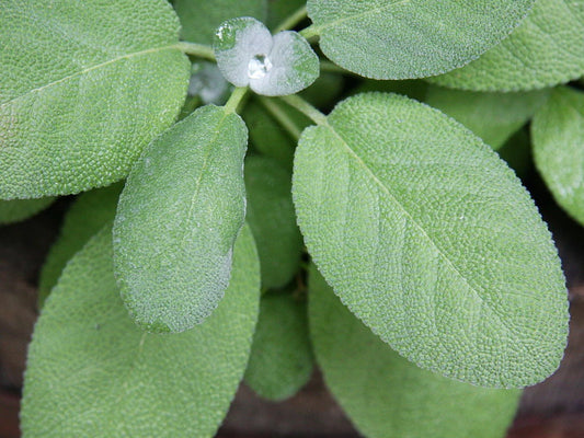 Broadleaf Sage Seeds - 150 Non-GMO Seeds - Salvia officinalis - USA Seller - Free Shipping