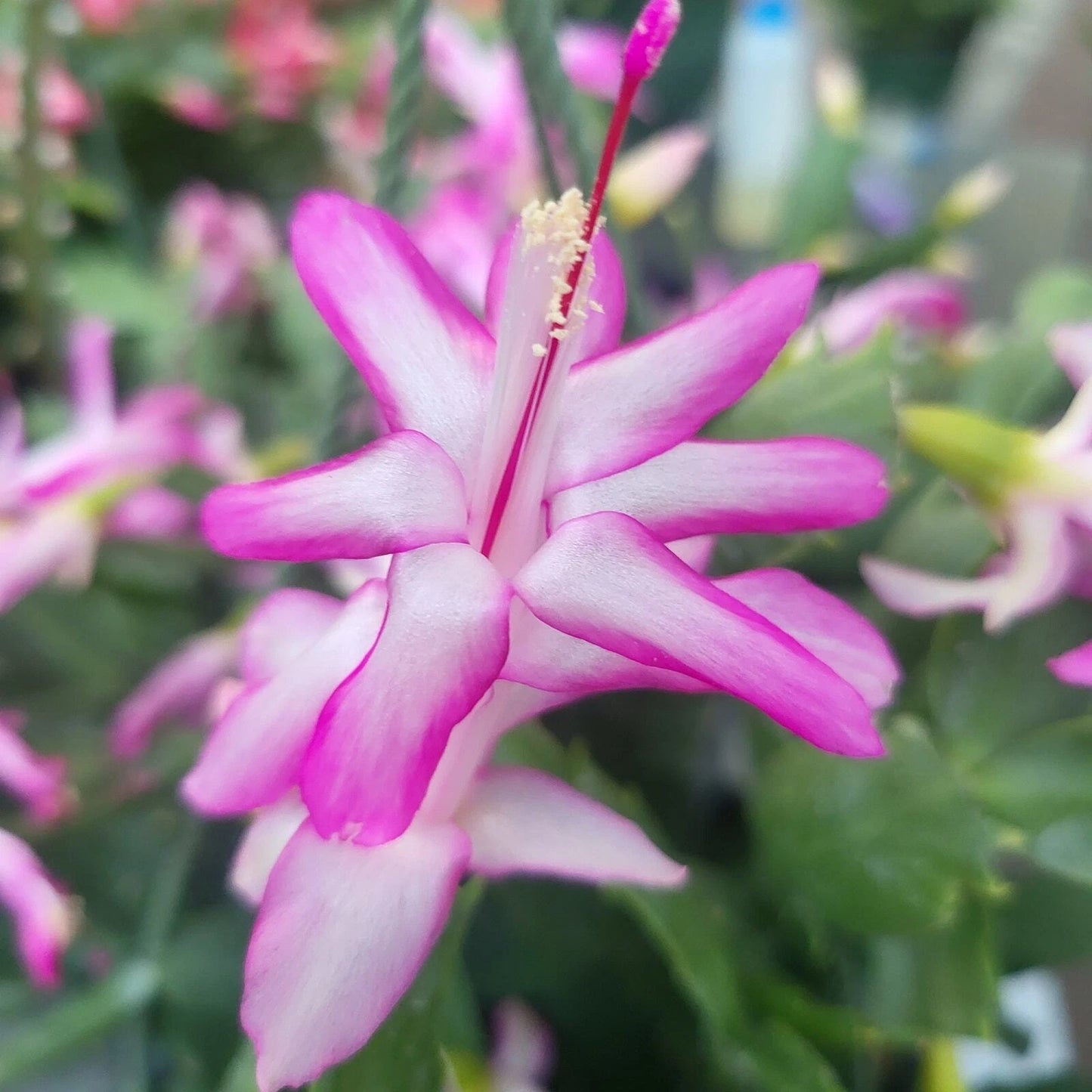 3x Cuttings Jungle Holiday Cactus Nicole Schlumbergera Truncata Zygocactus - Indoor Plant Propagation