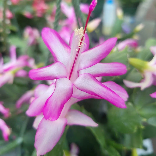 3x Cuttings Jungle Holiday Cactus Nicole Schlumbergera Truncata Zygocactus - Indoor Plant Propagation
