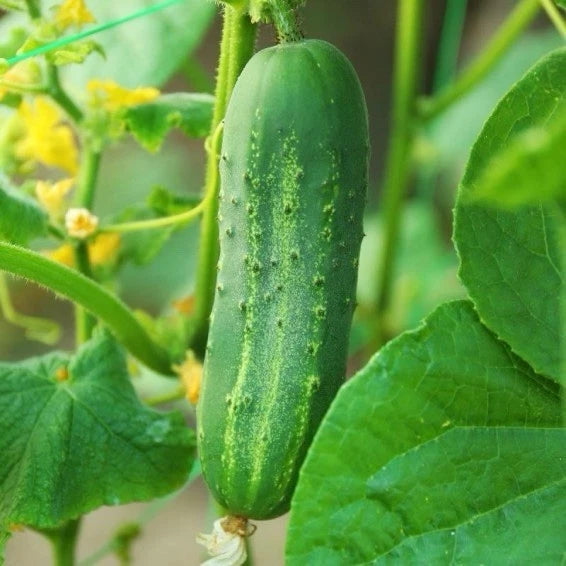 Carolina Cucumber Seeds | 50+ F1 Hybrid, Very Early Pickling Variety, Cucumis sativus