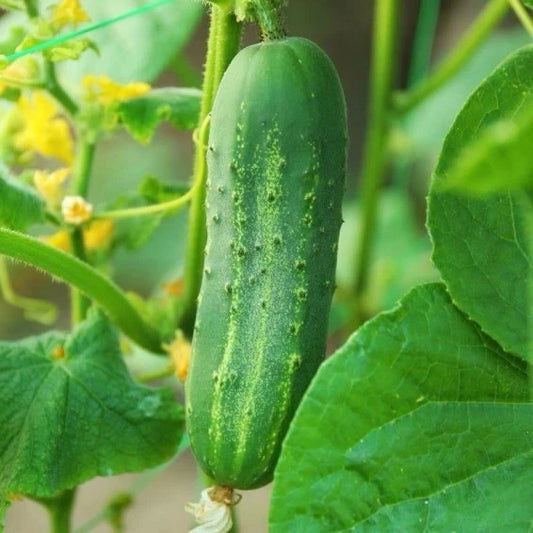 Carolina Cucumber Seeds | 50+ F1 Hybrid, Very Early Pickling Variety, Cucumis sativus