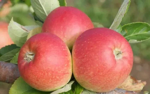 Alkmene Apple Seeds - 25+ Pack for Garden Planting - Malus domestica - Best for USA Gardens
