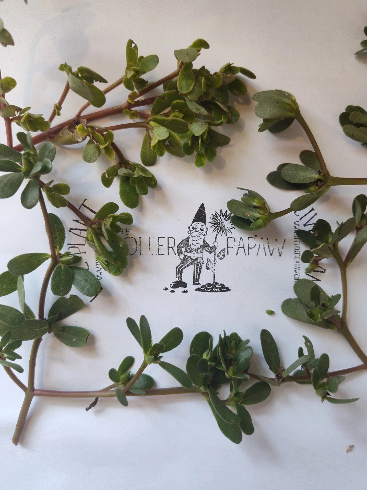Purslane Cutting - Unrooted - Edible Succulent - Portulaca oleracea - Free Shipping