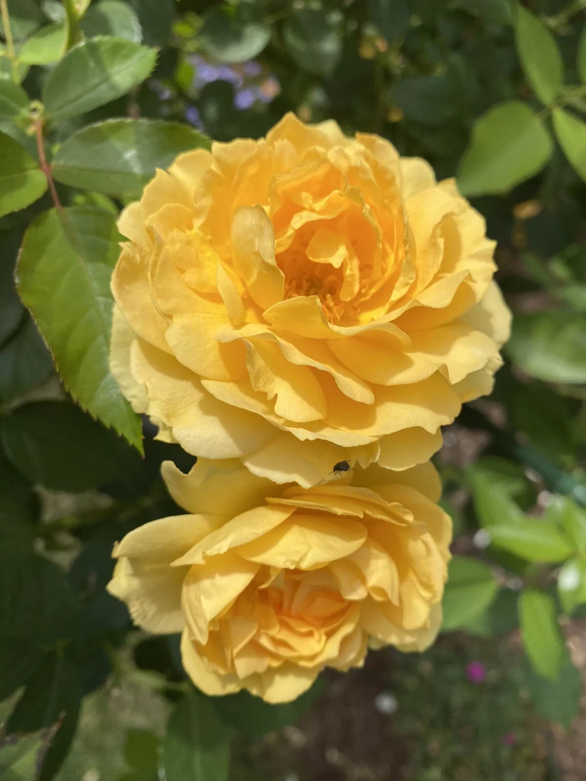 Julia Child Live Rose Cuttings - 5-8" Long - Unrooted Fresh Cuttings - Rosa 'Julia Child' - 3 Stems