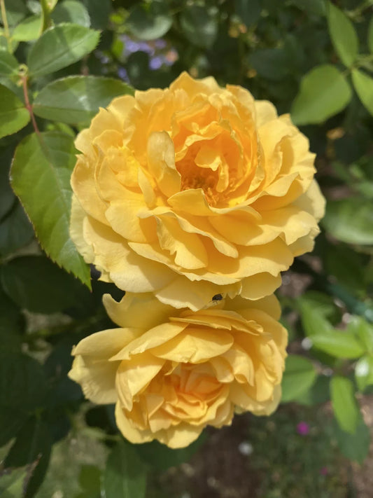 Julia Child Live Rose Cuttings - 5-8" Long - Unrooted Fresh Cuttings - Rosa 'Julia Child' - 3 Stems