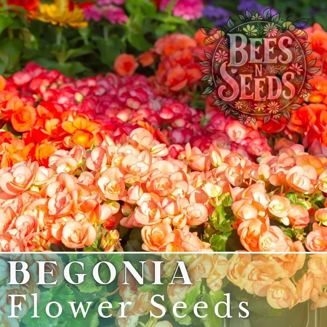 Begonia Seeds - Warm Glow Mix - Non-GMO Flower Seeds - 45 or 125 Seeds - Perfect for Gardening